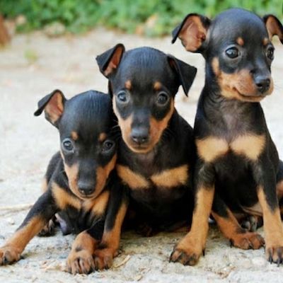 Comprar Mini Pinscher en Segovia